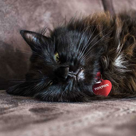 Médailles en Aluminium Anodisé pour chats