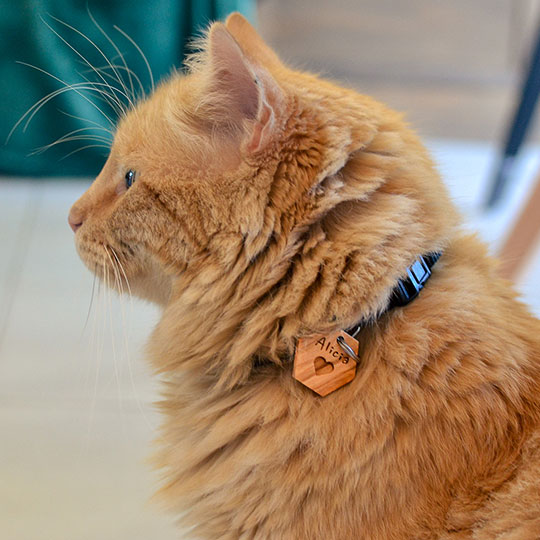 Médailles en Bois d'Olivier